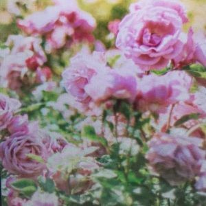 Meet your Posher, Willie